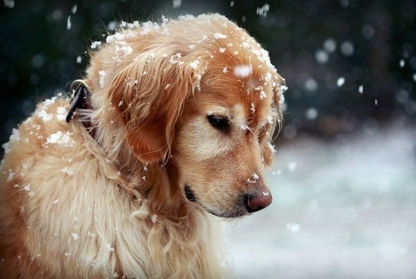 Собака и снег - собаки, животные - оригинал