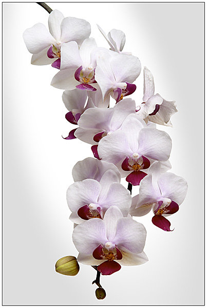 орхидея - цветок, белый - оригинал