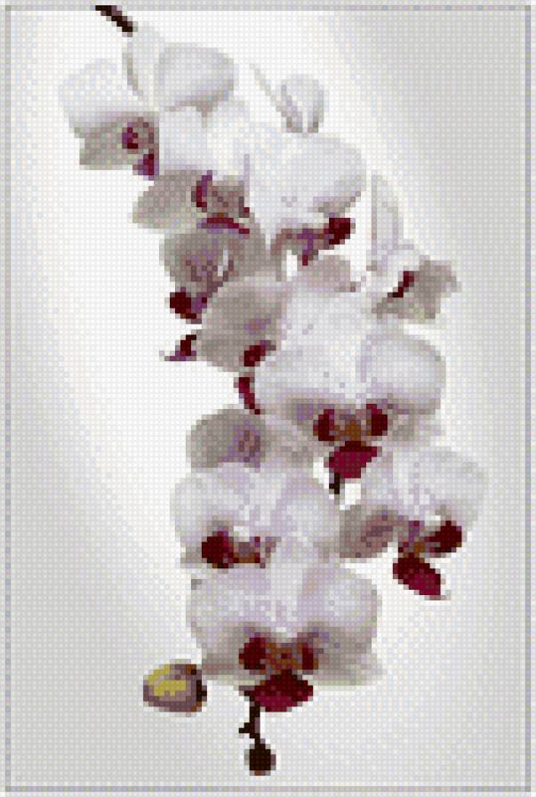орхидея - белый, цветок - предпросмотр