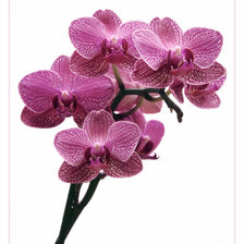 Оригинал схемы вышивки «орхидея» (№927808)