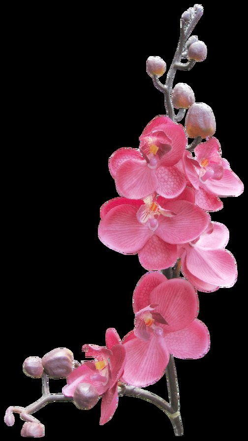 орхидея - розовый цветок - оригинал