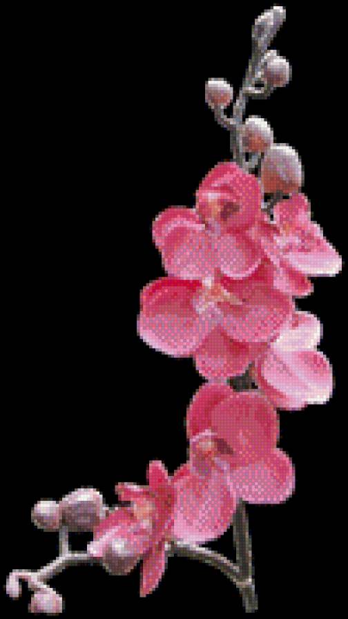 орхидея - розовый цветок - предпросмотр