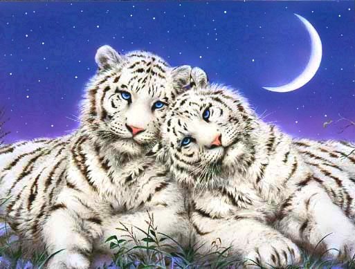 Тигры - тигры, пара, ночь - оригинал
