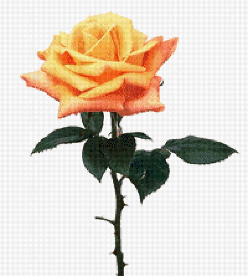 Чайная роза - розочка, розы, роза - предпросмотр