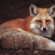 Схема вышивки «красная лисица»