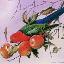 попугай на яблочной ветке