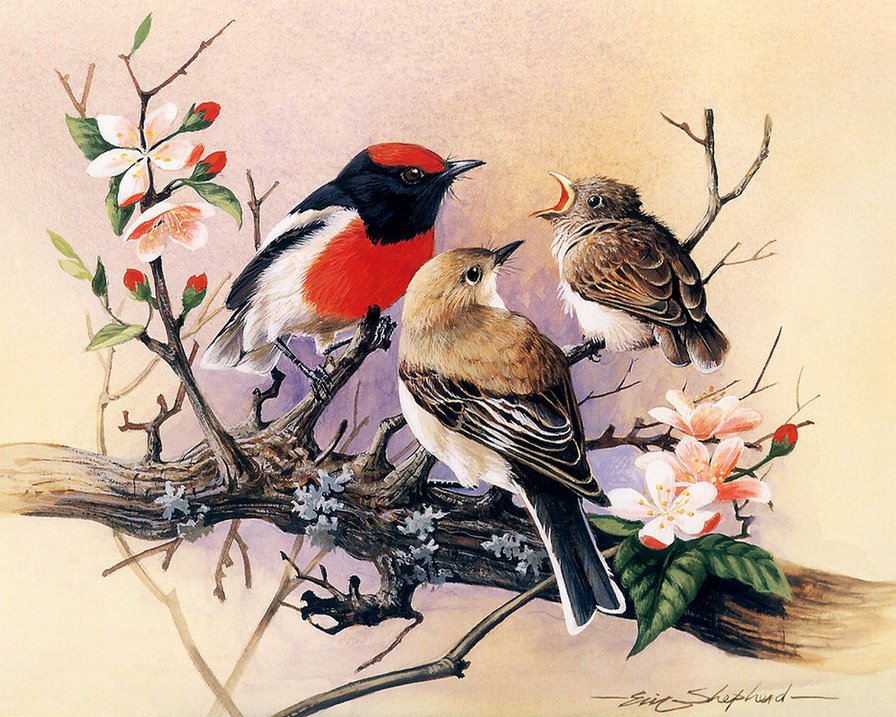 птицы на весеннем дереве - вишня, графика, дерево, цветы, весна, ветка, птицы - оригинал