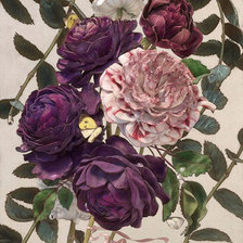 Оригинал схемы вышивки «розы» (№929504)