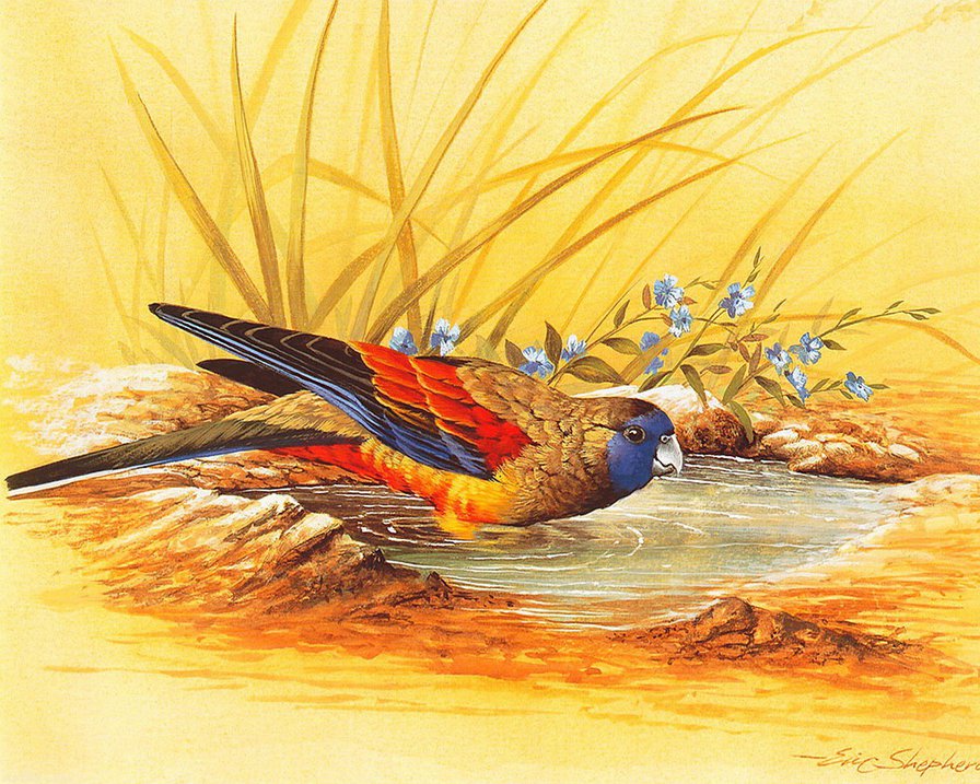 попугайчик - графика, птица, вода, попугай, природа - оригинал