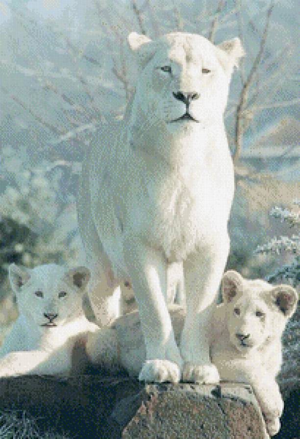 Белые львы - львята, зима, львы, снег, белые львы - предпросмотр