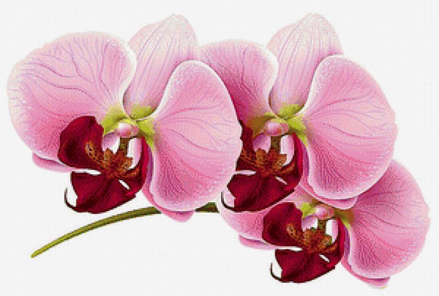 Розовая орхидея - цветы, панно - предпросмотр