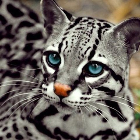 Киса - кошка, леопард - оригинал