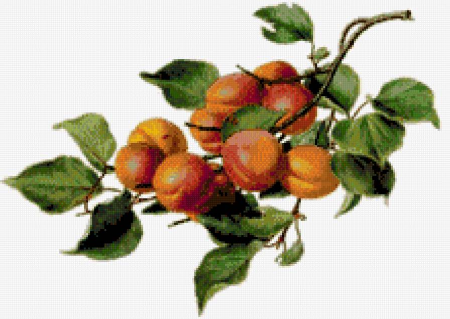 персики - фрукты - предпросмотр