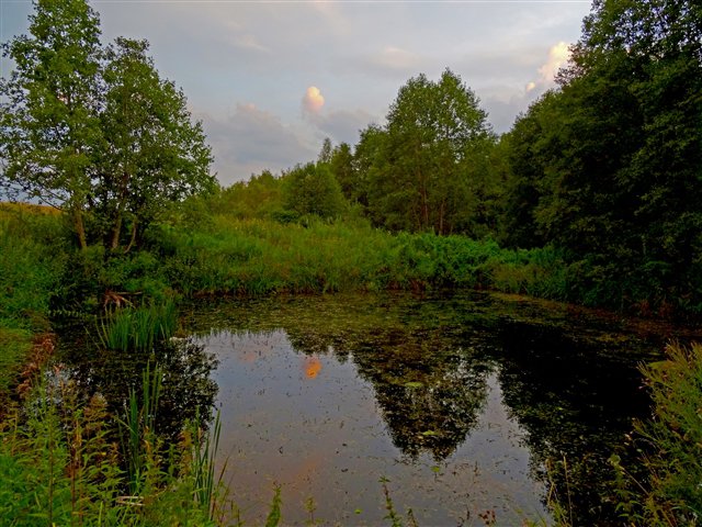 Летняя тишина - природа, озеро, пейзаж - оригинал