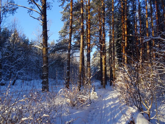 Зимний лес - пейзаж, зима, сосны, лес, природа, тропа - оригинал