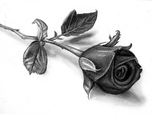 Роза - розы, цветы - оригинал
