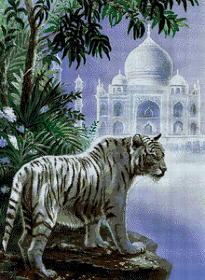 Тигр - тигр, индия - предпросмотр
