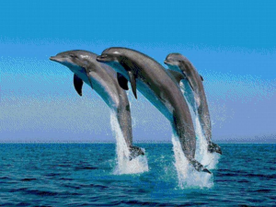 трио дельфинов - дельфины, рыбы - предпросмотр