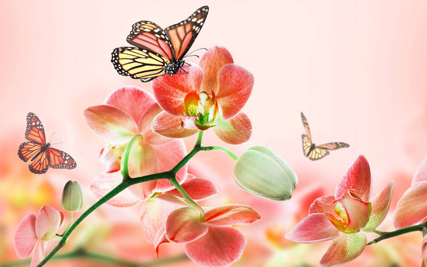 Нежная орхидея - веточки, цветок, орхидея, бабочки - оригинал