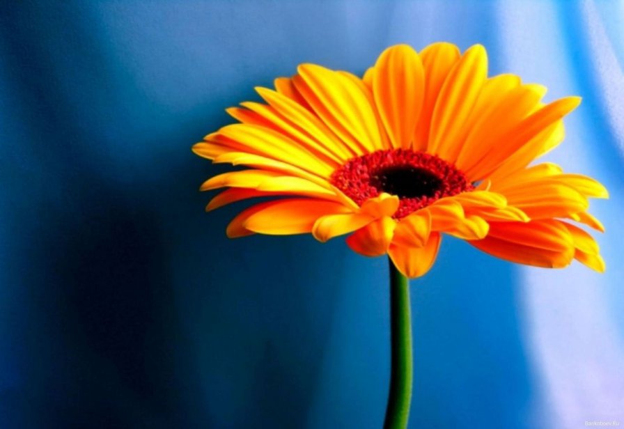 Гербера - цветок, яркий, солнечный, цветы - оригинал