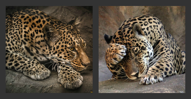 №936669 - картина, леопарды, дикие животные, пара - оригинал