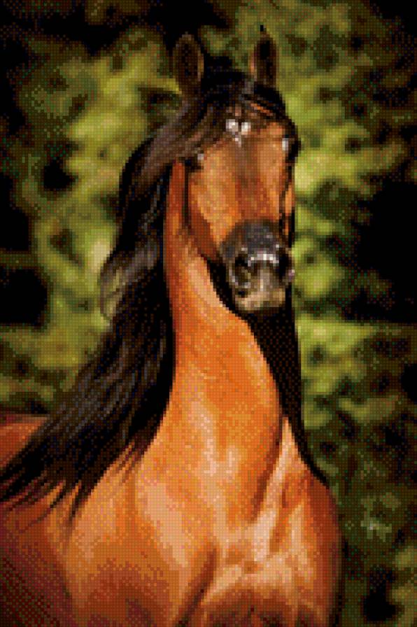 красавец - лошадь, гнедой - предпросмотр