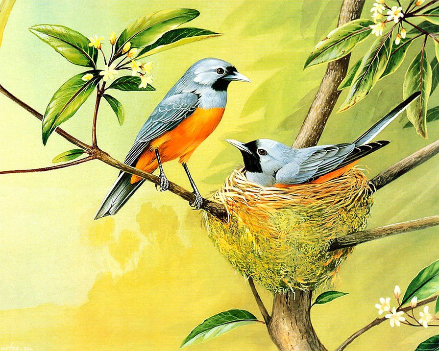 птицы в гнезде - гнездо, ветка, пара, птицы, любовь, семья - оригинал
