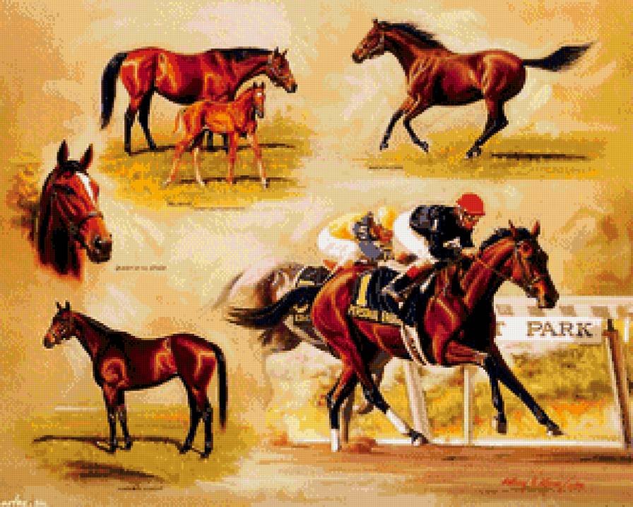 коллаж "кони и скачки" - кони, скачки, жокей, картина, животные, коллаж, лошади - предпросмотр