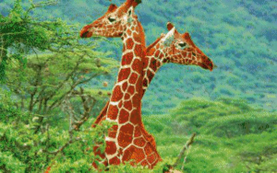 жирафики - предпросмотр