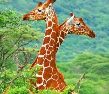 жирафики