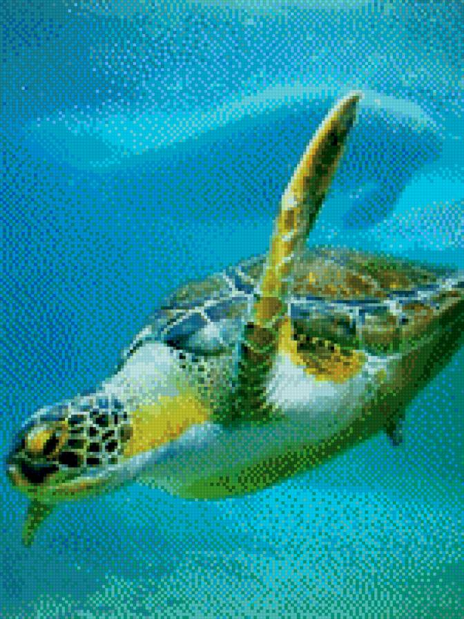 Черепаха - вода, подводный мир, черепаха - предпросмотр