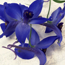 Оригинал схемы вышивки «синие цветы» (№939202)