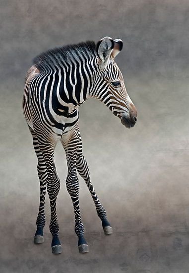 Зебра - животные, зебра - оригинал