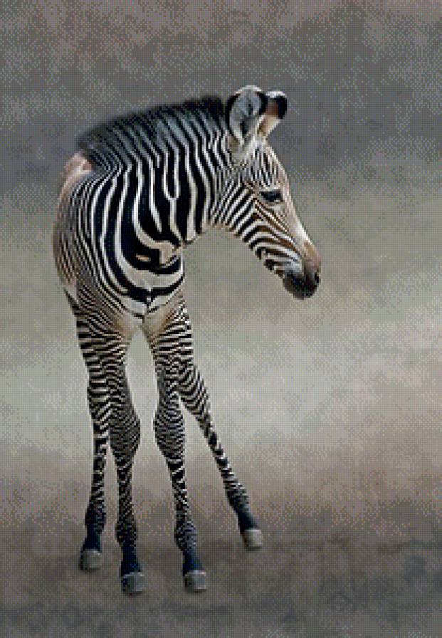 Зебра - зебра, животные - предпросмотр