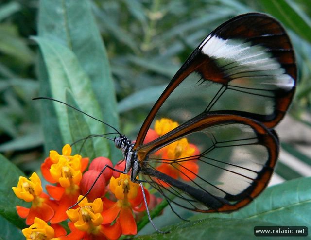 Бабочка  Грета Ото - бабочка, стеклокрылка - оригинал