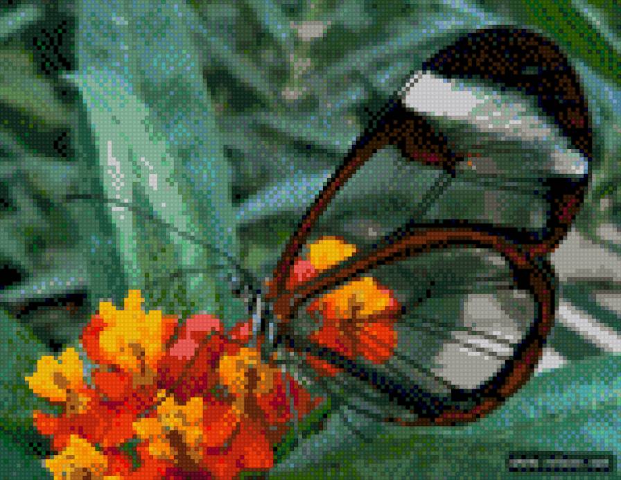 Бабочка  Грета Ото - стеклокрылка, бабочка - предпросмотр