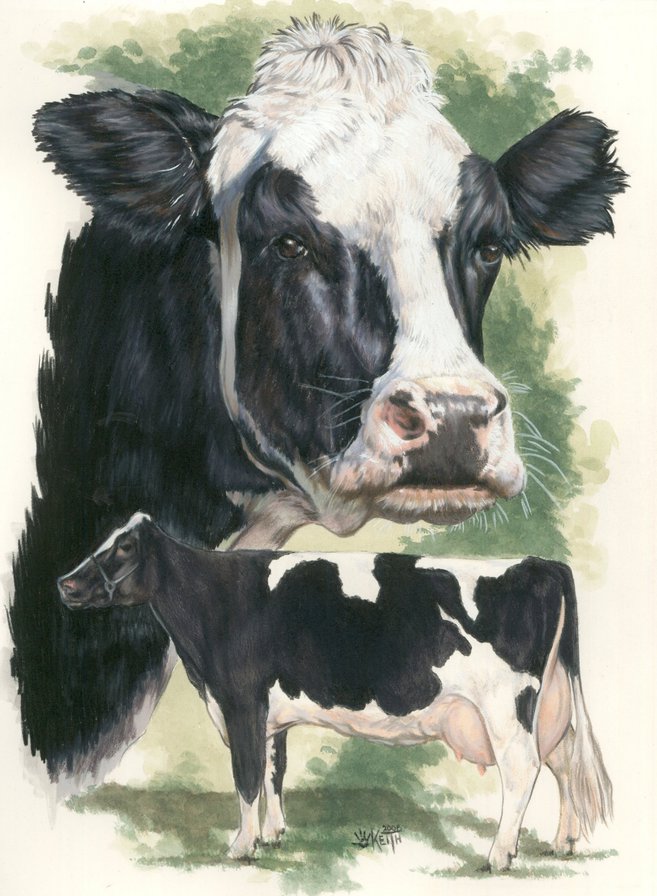 Голштинская Молочная Корова - корова, животные - оригинал