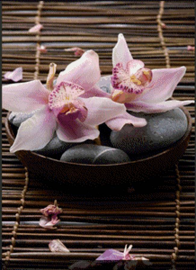 Орхидеи - орхидеи, цветы, релакс - предпросмотр