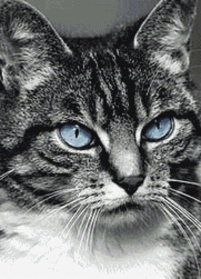 голубые глаза - животные, кошки - предпросмотр