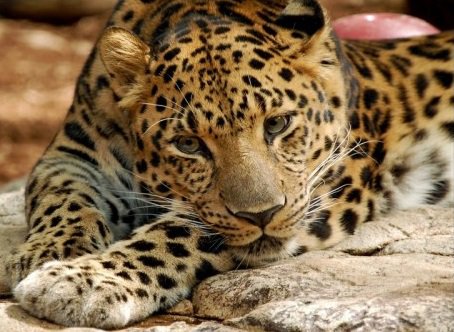 №941351 - взгляд, дикие кошки, отдых, леопард, природа - оригинал