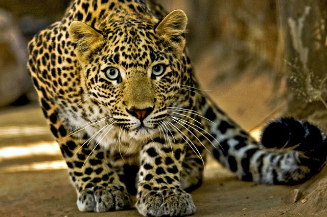 №941355 - леопард, взгляд, природа, отдых, дикие кошки - оригинал