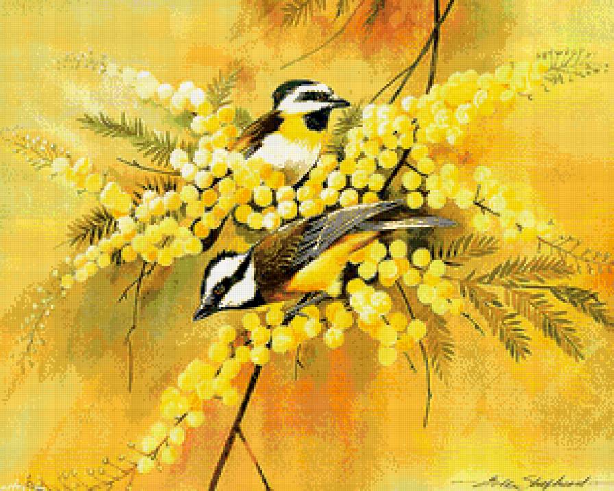 птицы на мимозе - птицы, дерево, ветка, мимоза, весна, цветы, пара, картина - предпросмотр