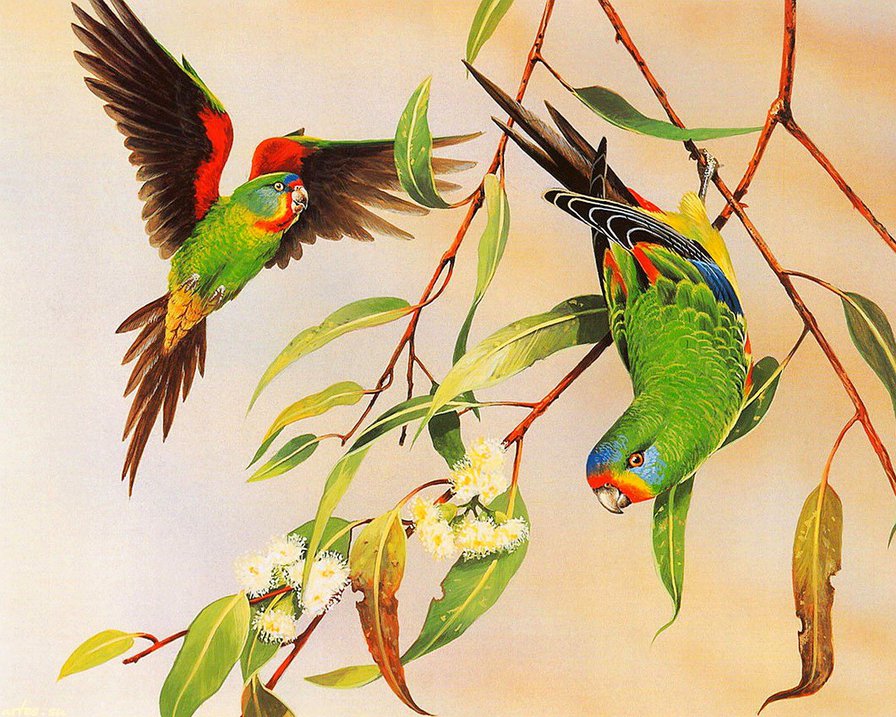 попугаи неразлучники - попугаи, пара, картина, ветка, неразлучники - оригинал