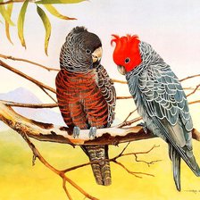 Оригинал схемы вышивки «попугаи на ветке» (№941462)