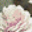 Предпросмотр схемы вышивки «Белые розы» (№941482)
