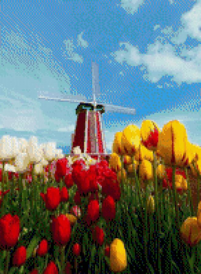 №943314 - мельница, цветы, тюльпаны, голландия, натюрморт - предпросмотр