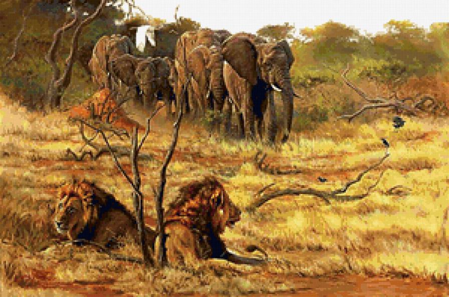 слоны и львы - животные, африка, львы, кошки, природа, слоны - предпросмотр