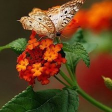 Оригинал схемы вышивки «цветы с бабочкой» (№944617)