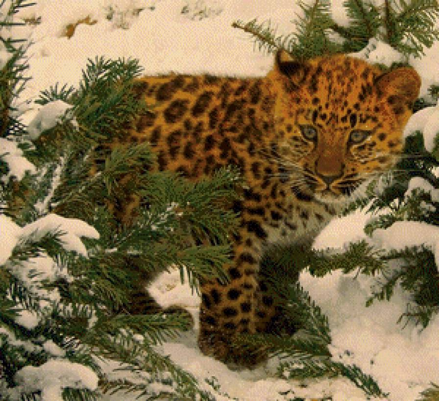 Очаровашка - малыш, хищник, леопард, зима, лес, природа - предпросмотр