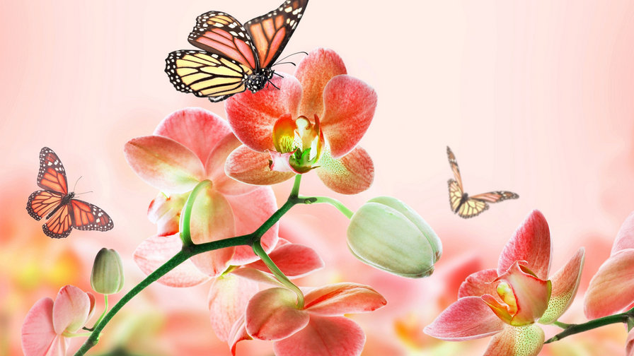 Бабочки, цветы - бабочки, цветы - оригинал